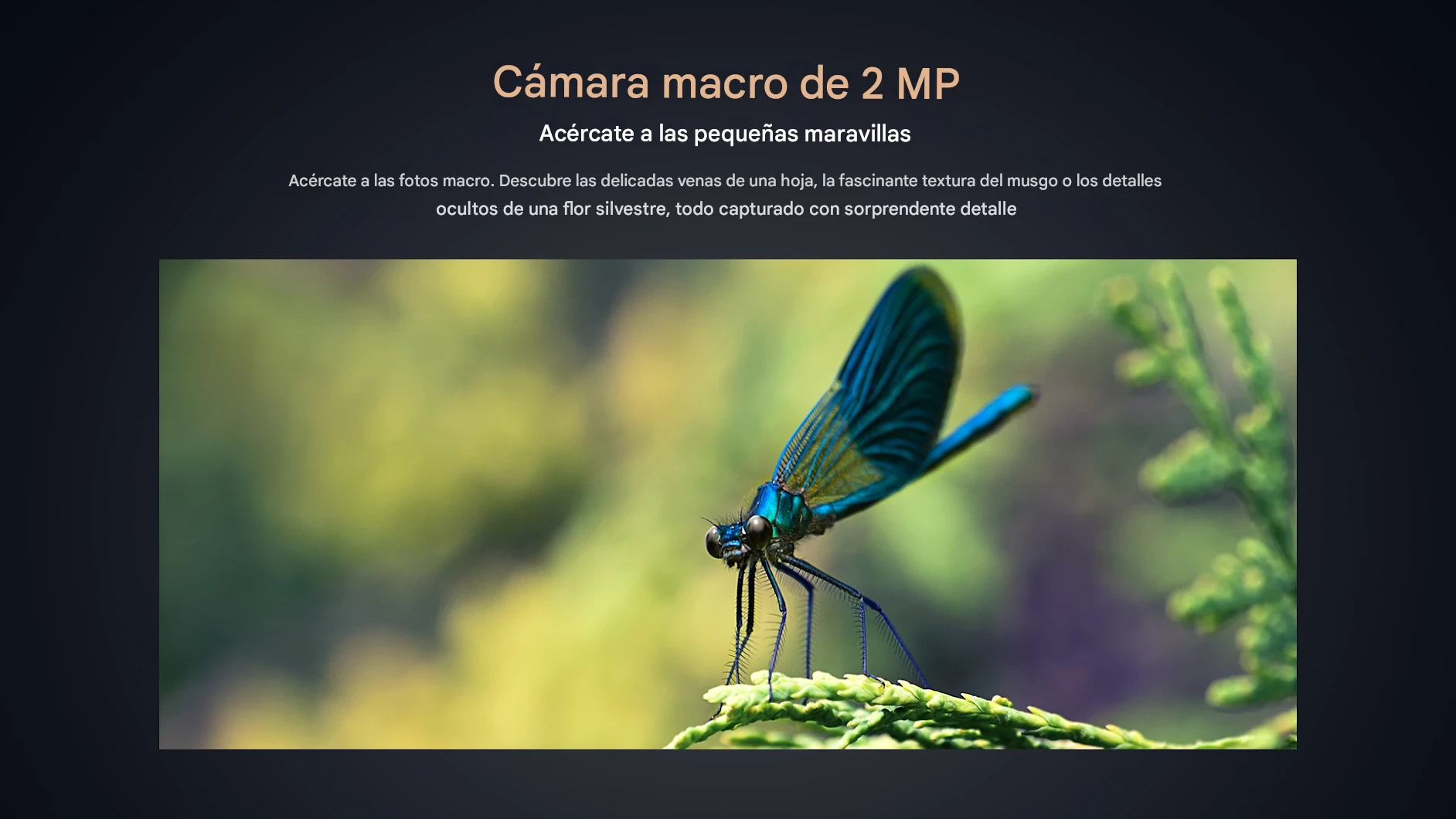Accesorios